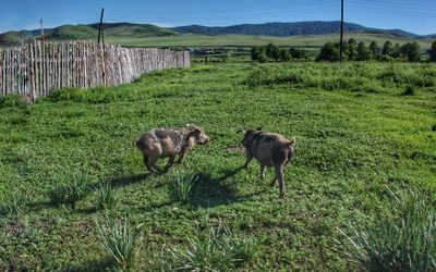 Sheep grazing in a field