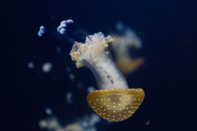 Close-up of jellyfish swimming in aquarium