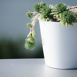 Close-up of plant on table