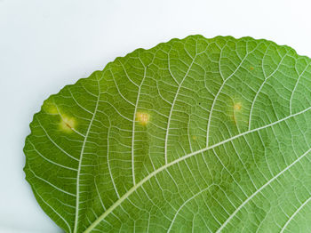 Close-up of green leaf