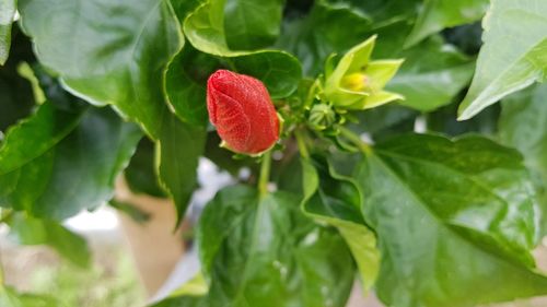 Close-up of plant