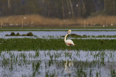 Bird in a lake