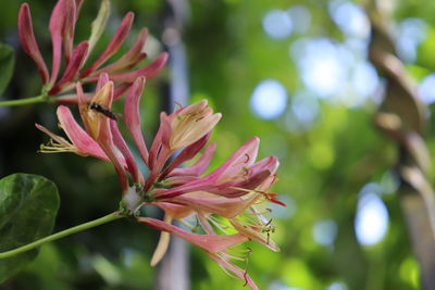 Close-up of pink flowering plant