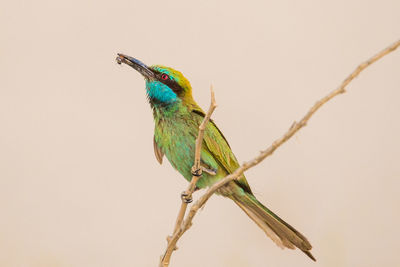 Close-up of bird perching