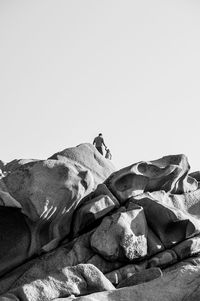 View of a resting on rock