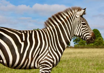 View of a zebra