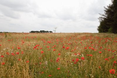 Scenic view of poppy field against sky