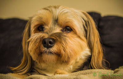 Close-up portrait of dog at home