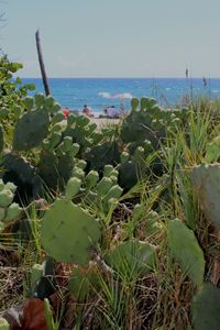 Cactus growing by sea against sky