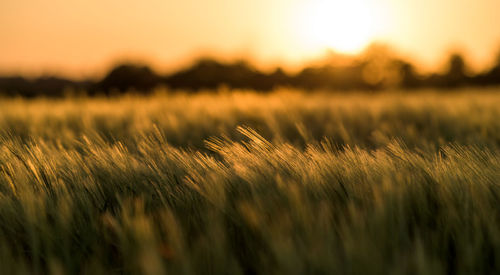 Close-up of stalks in field