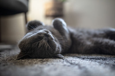 Close-up of a cat