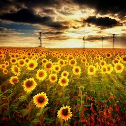 Scenic view of sunflower field against cloudy sky