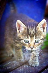 Close-up portrait of cat