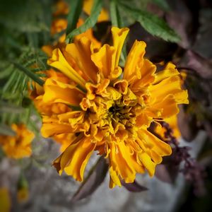 Close-up of yellow flower blooming outdoors