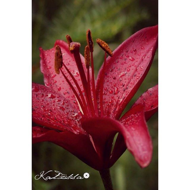 flower, petal, pink color, freshness, fragility, flower head, transfer print, close-up, beauty in nature, growth, single flower, auto post production filter, nature, pink, focus on foreground, blooming, plant, stamen, red, pollen