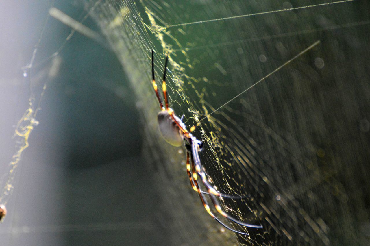 SPIDER ON WEB