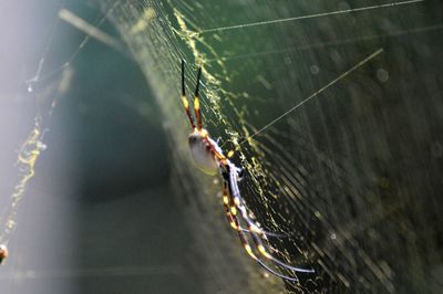 Close-up of spider on web