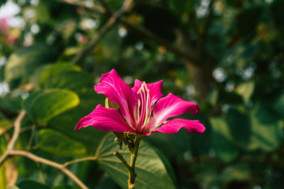 flowering plant