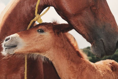 Close-up of horse