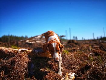 Dog standing on field against sky