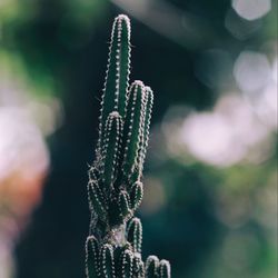 Close-up of flowering plant