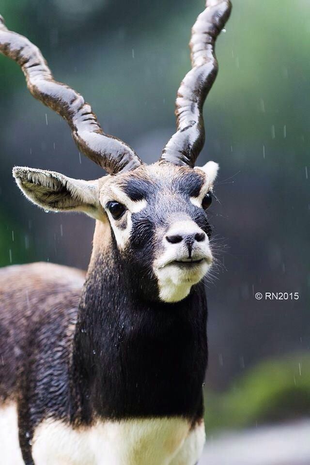 animal themes, animals in the wild, wildlife, one animal, water, focus on foreground, mammal, close-up, zoo, animals in captivity, animal head, two animals, nature, portrait, lake, bird, young animal, day, outdoors, no people