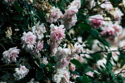 Close-up of pink cherry blossoms