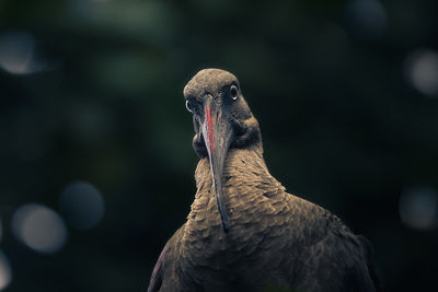 Close-up of a bird looking away