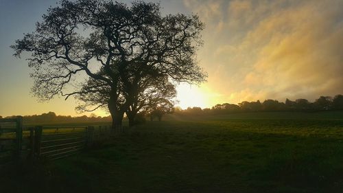 Trees on field against sky at sunset