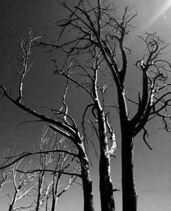 Low angle view of bare tree against sky