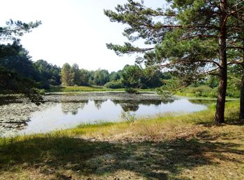 Scenic view of lake in forest against sky