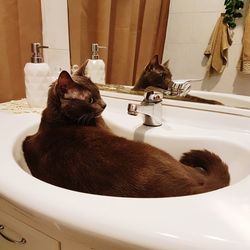 View of cat in bathroom