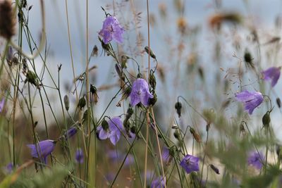 Close-up of insect on purple flowers on field