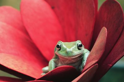 Close-up of frog on red leaf