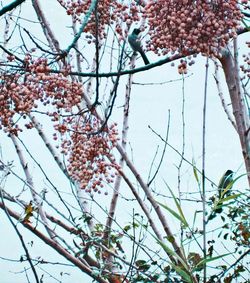 Low angle view of cherry blossoms against sky