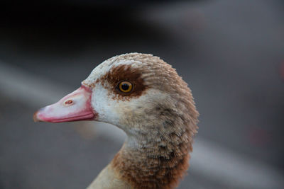 Close-up of a bird