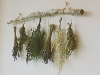 Close-up of drying hanging on branch