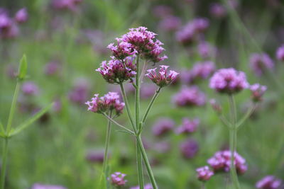 Close-up of pink flowering plant on field