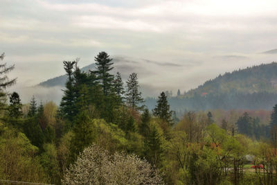 Trees in forest against sky