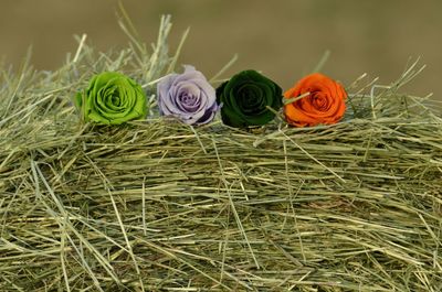 Close-up of roses