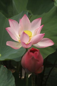 Close-up of pink lotus