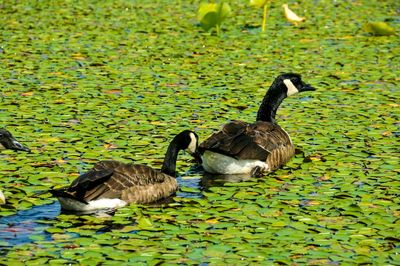 Mallard ducks swimming on lake