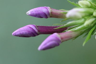 Close-up of purple flowering plant