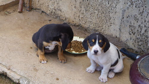 High angle view of dogs by food on sidewalk