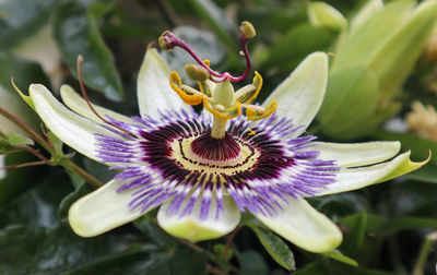 Close-up of purple flower