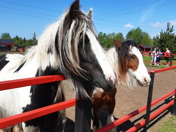 Horses in ranch