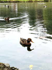 Duck swimming in lake