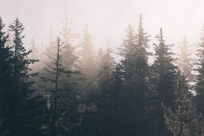 Low angle view of trees in forest against sky