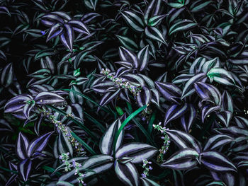 Full frame shot of purple and green plants