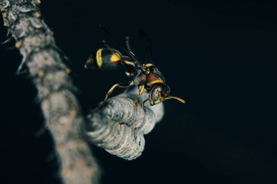 Close-up of insect on plant against black background